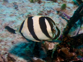Banded Butterflyfish IMG 4869
